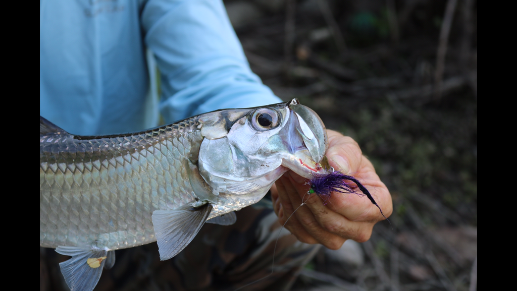 Mullet run and MICRO Tarpon and Snook fishing in Miami
