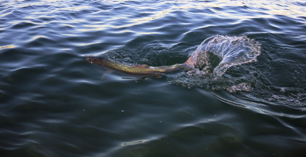 Epic Fathers Day Weekend of Miami Tarpon Fishing