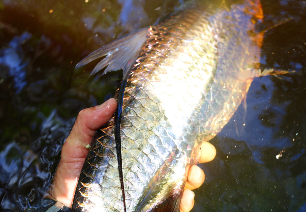 Everglades Tarpon fishing back country creeks