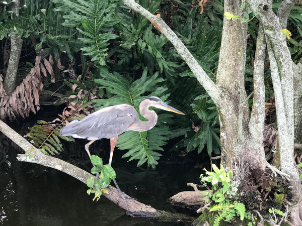 Tarpon and Snook Everglades City, Chokoloskee Eco Safari Adventure