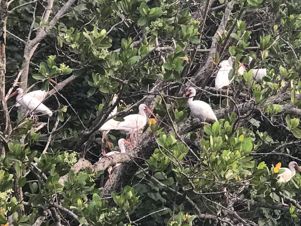 Tarpon and Snook Everglades City, Chokoloskee Eco Safari Adventure