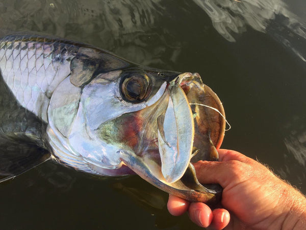 Tarpon and Snook Everglades City, Chokoloskee Eco Safari Adventure