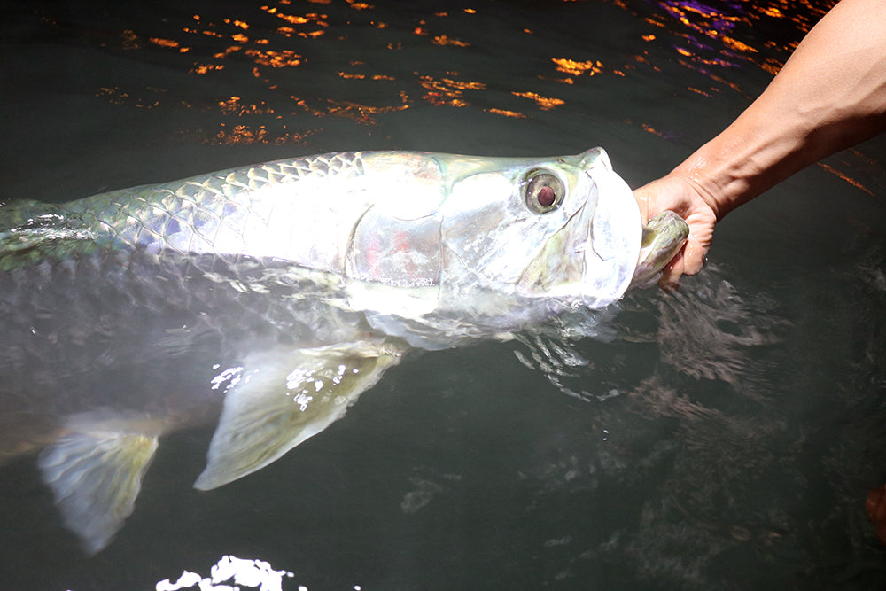 Snapper and Miami Tarpon on Fly and  Mixed Tackle Approach