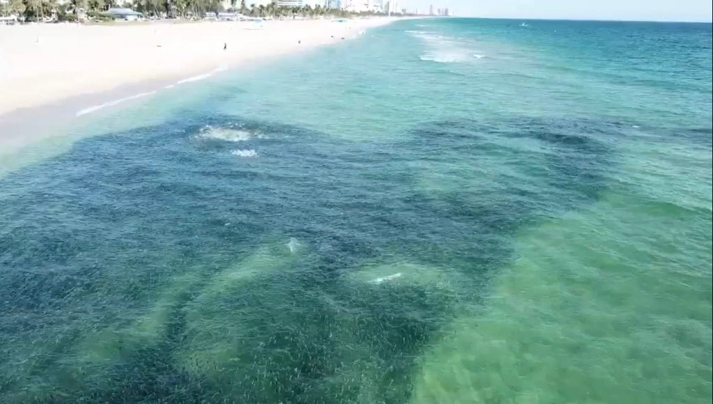 The Annual Silver Rush: Why Fall Mullet Run is Tarpon Heaven in Southeast Florida