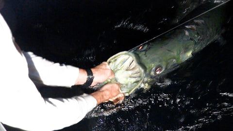 "From Sunrise to Sunset: The Ultimate Tarpon Fishing Experience in Miami"